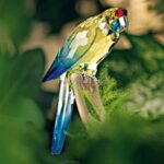 Swarovski_Paradise_birds_Green_Rosella_jonquil_901601 | The Crystal Lodge