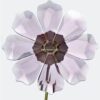 Swarovski_Garden_Tales_cosmos_5557801 | The Crystal Lodge