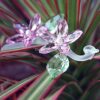 Swarovski_jasmine_917664 | The Crystal Lodge